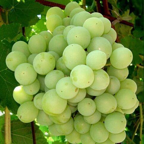 Сорт Талисман - настоящая находка для любителей винограда с фото