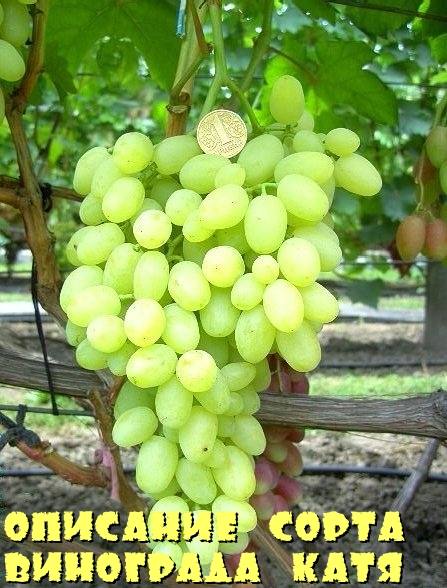 Описание сорта винограда Катя с фото