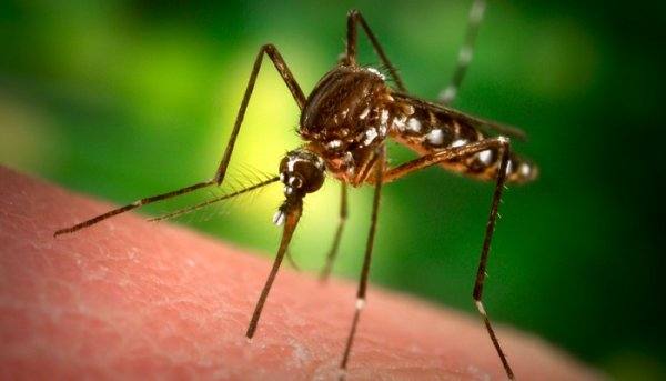 Как выбрать эффективное средство от комаров на дачном участке - фото