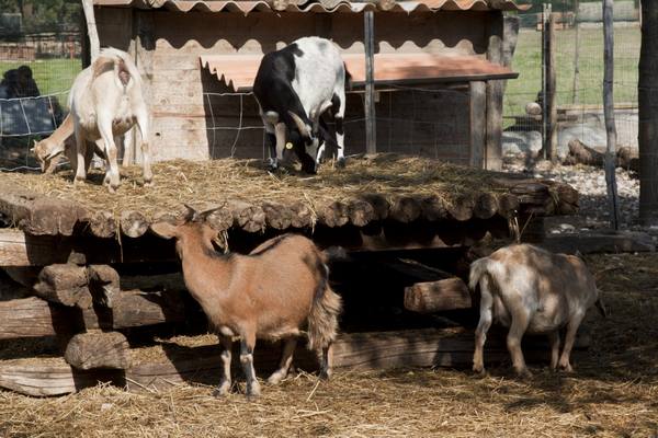 Как правильно построить стоило для козы с фото