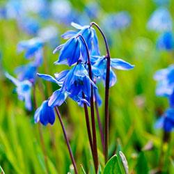 Сцилла (пролеска)  первый весенний цветок, «зимние синие слёзки» - фото