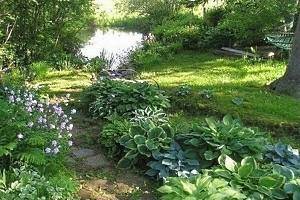 Тенелюбивые садовые цветы-многолетники: фото и названия растений, советы по уходу с фото