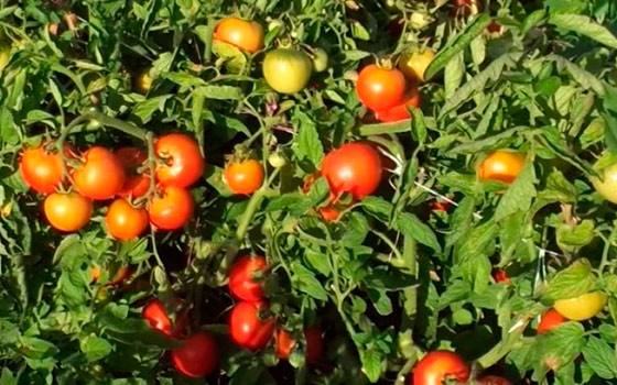 Томаты сорта Ляна  это гарантированный ранний урожай вкусных помидоров - фото