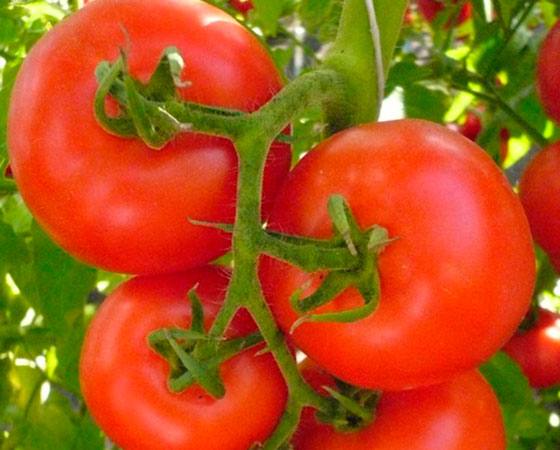 Надежный и урожайный сорт помидоров Оля - фото