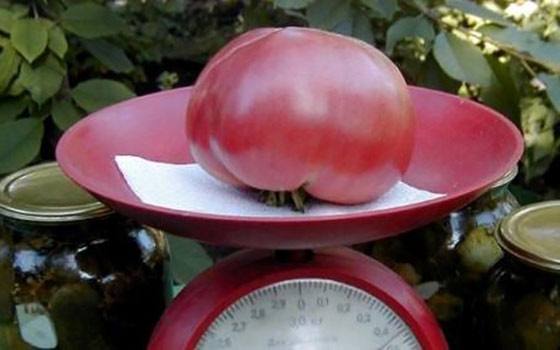 Сорт томатов Розовый гигант  огородный рекордсмен - фото