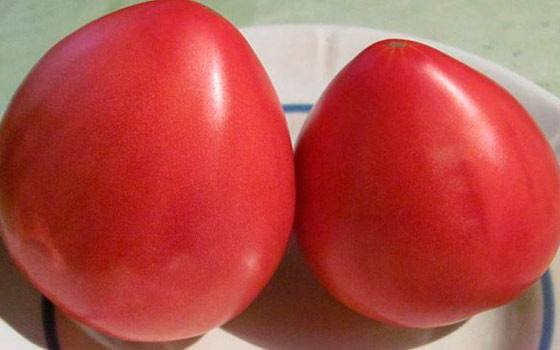 Для тех, кто любит крупные ранние помидоры: томат Тяжеловес - фото