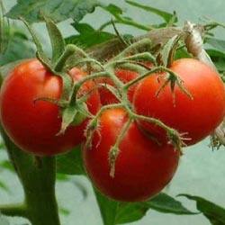 Описание и характеристики помидора Ямал, особенности выращивания и отзывы о ... - фото