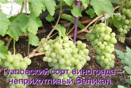 Тузловский сорт винограда  неприхотливый Великан - фото