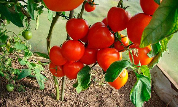 Особенности удобрения помидоров в теплице с фото