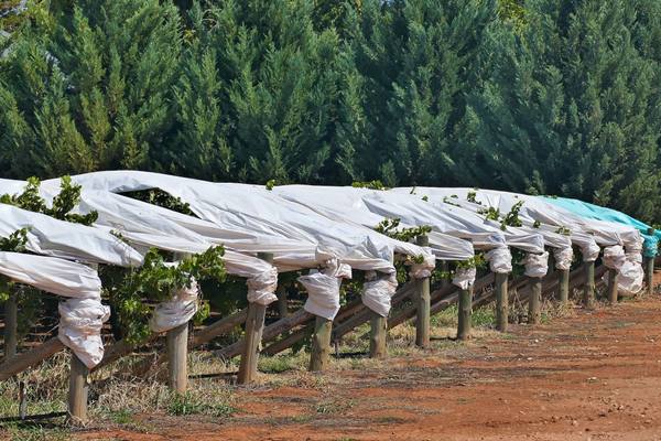 Как производится укрытие винограда на зиму агроволокном с фото