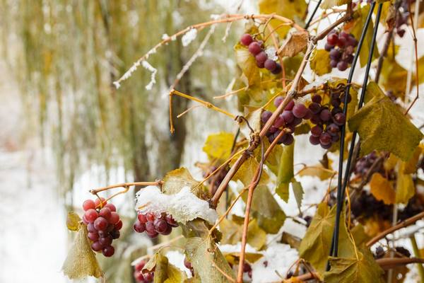 Какой материал можно использовать для укрытия виноградника на зиму - фото