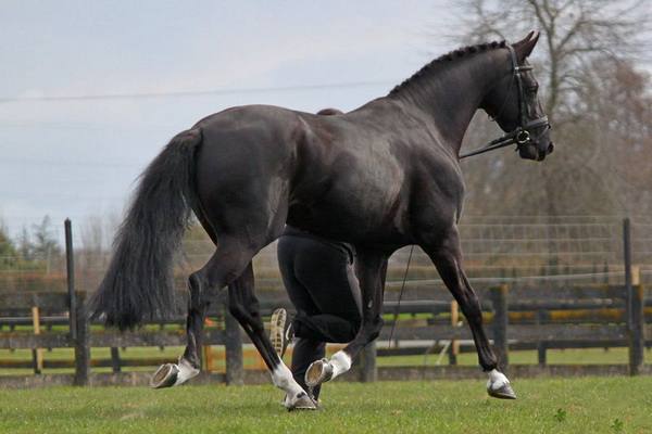 Лучшие породы верховых лошадей: голштинская, ольденбургская и другие с фото
