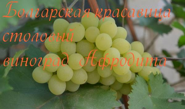 Болгарская красавица - столовый виноград Афродита - фото