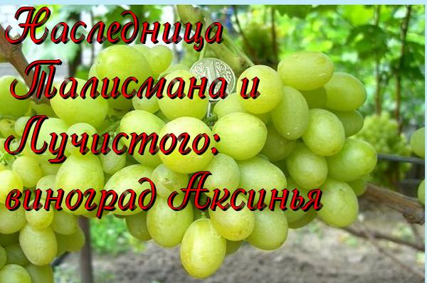 Наследница Талисмана и Лучистого: виноград Аксинья - фото
