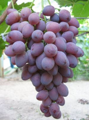 Высокоурожайный виноград сорта Ася - фото