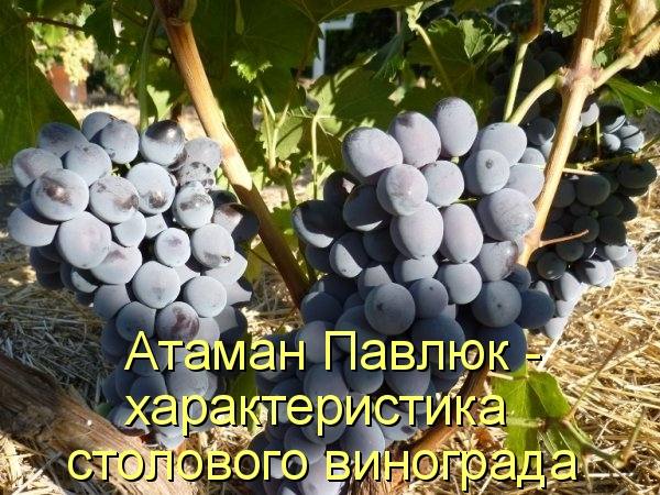 Атаман Павлюк - характеристика столового винограда - фото