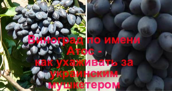 Виноград по имени Атос - как ухаживать за украинским мушкетером - фото