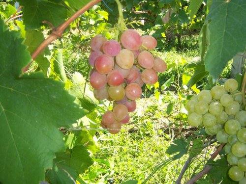 Сорт винограда Азалия - фото