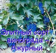 Элитный сорт винограда  Ажурный с фото