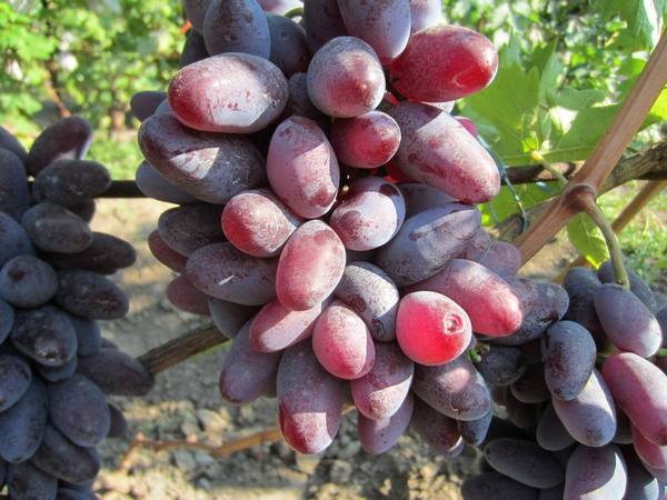 Сорт Байконур - новинка виноградного рынка - фото