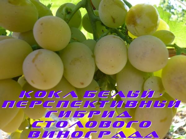 Кокл Белый  перспективный гибрид столового винограда - фото
