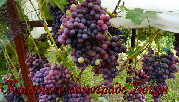 Кратко о винограде Богун - фото