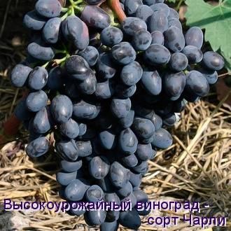 Высокоурожайный виноград - сорт Чарли с фото