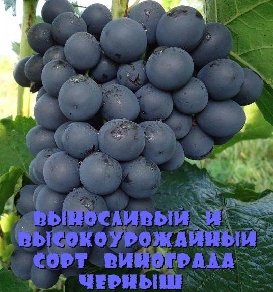Выносливый и высокоурожайный сорт винограда Черныш с фото