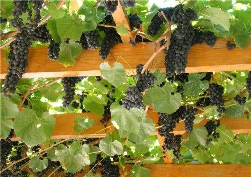 Целебный виноград Черный доктор: лекарство или лакомство? с фото