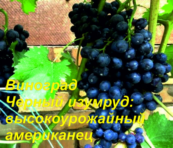 Виноград Черный изумруд: высокоурожайный американец - фото