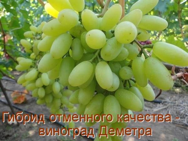 Гибрид отменного качества - виноград Деметра - фото