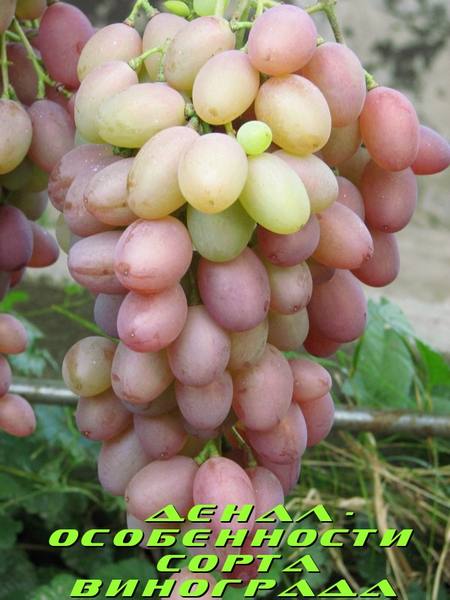 Денал - особенности сорта винограда - фото
