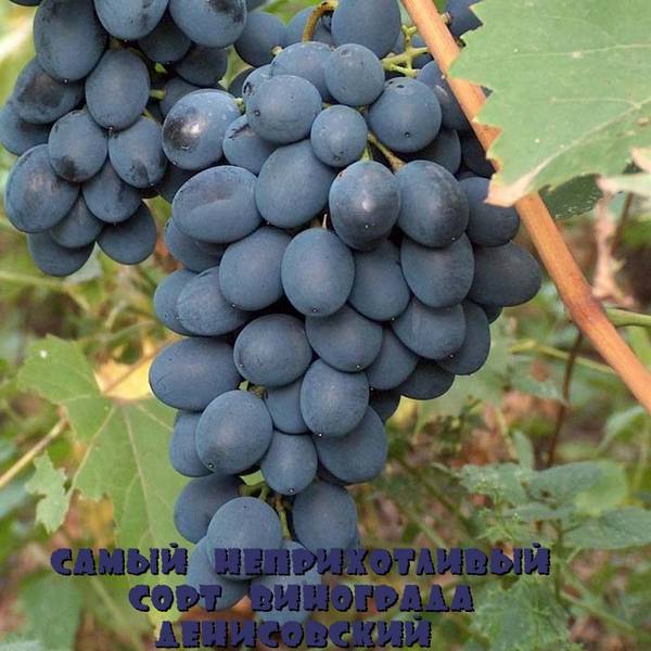 Самый неприхотливый сорт винограда Денисовский - фото