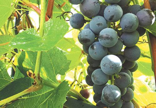 Виноград Добрыня: идеальный вариант для северных регионов с фото