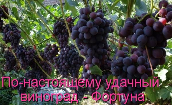 По-настоящему удачный виноград - Фортуна - фото