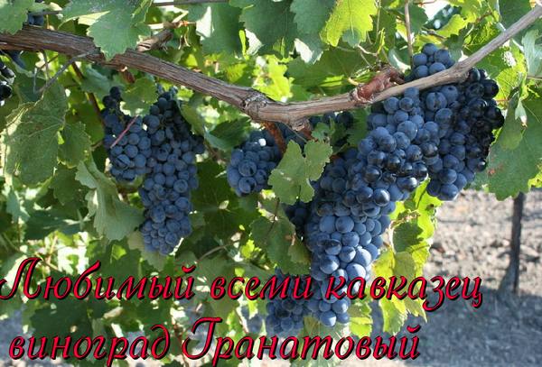 Любимый всеми кавказец - виноград Гранатовый - фото