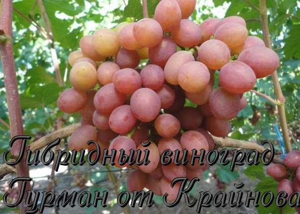 Гибридный виноград Гурман от Крайнова с фото