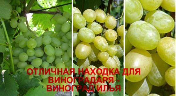 Отличная находка для виноградаря - виноград Илья - фото