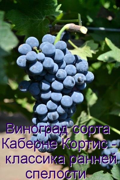 Виноград сорта Каберне Кортис - классика ранней спелости с фото