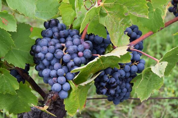 Разнообразие и особенности сортов винограда Каберне с фото