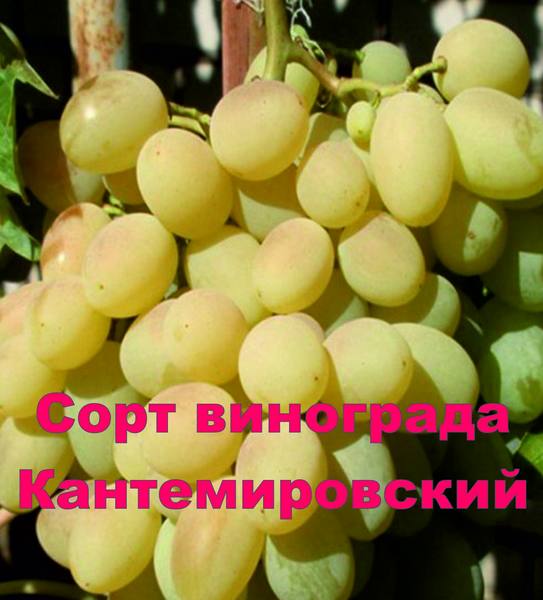 Молдавский красавец - сорт винограда Кантемировский - фото