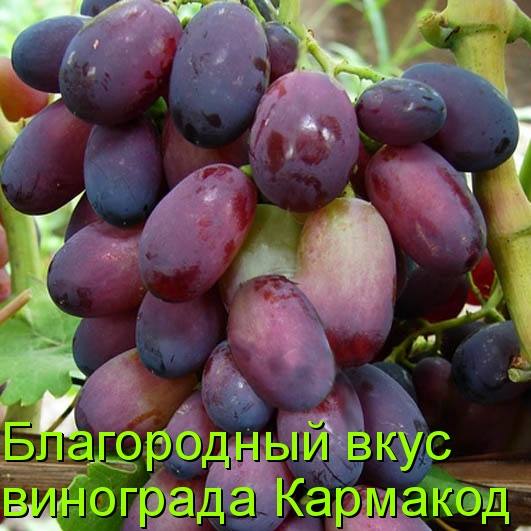 Благородный вкус винограда Кармакод - фото