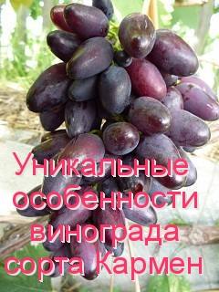 Уникальные особенности винограда сорта Кармен с фото