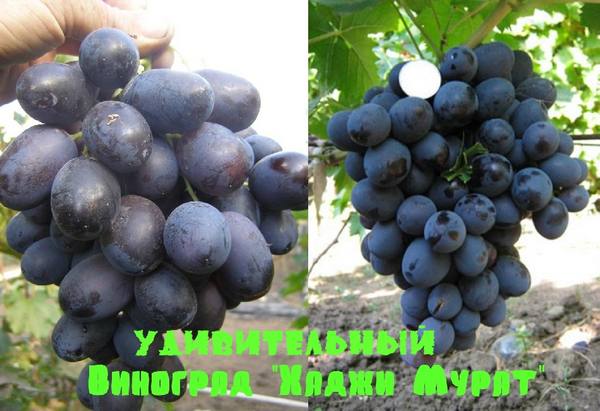 Удивительный виноград Хаджи Мурат с фото
