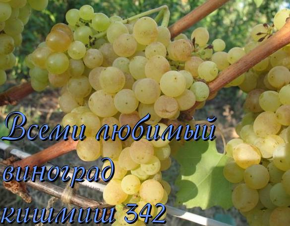 Всеми любимый виноград - Кишмиш 342 с фото