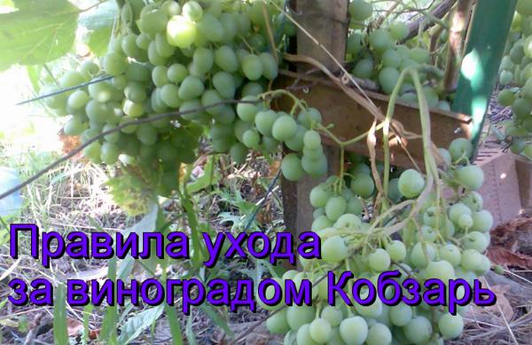 Правила ухода за виноградом Кобзарь с фото