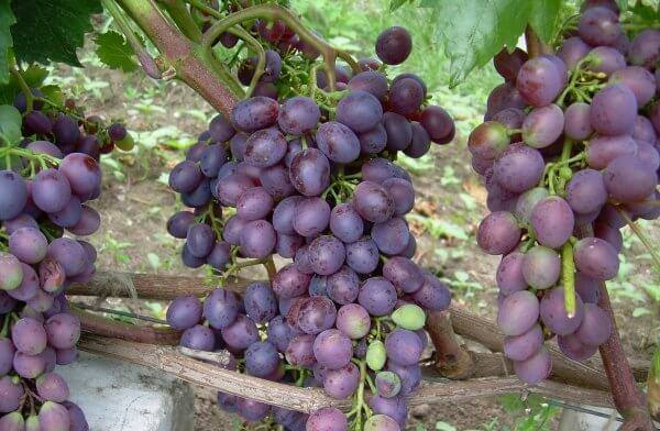 Сорт винограда Краса Никополя Посадка и уход - фото