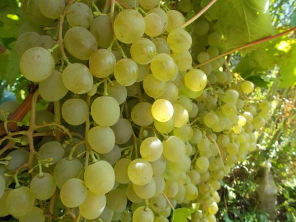 Незаменимый и надежный - виноград Краса Севера (Ольга) - фото