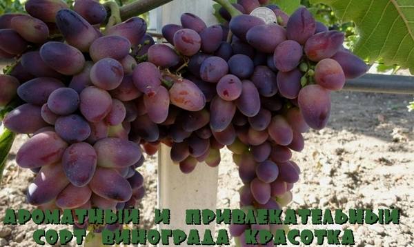 Ароматный и привлекательный сорт винограда Красотка с фото