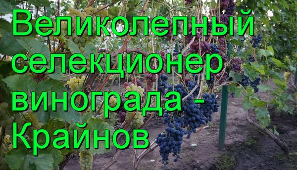 Великолепный селекционер винограда - Крайнов с фото
